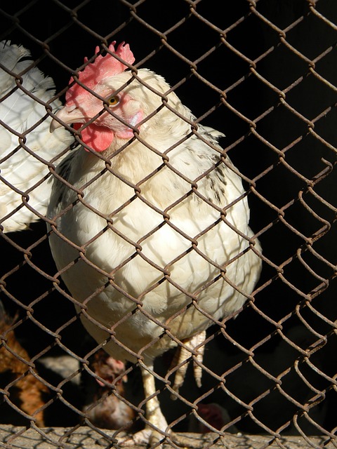 尤文官方：加蒂已接受半月板切除手术，球员已开始康复进程