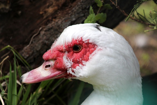 场均得分25+球员效率榜：里夫斯高居历史第二，仅逊约基奇